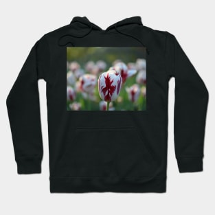 Red and White Tulip in the Boston Public Garden Boston MA Hoodie